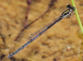 Citrine Forktail